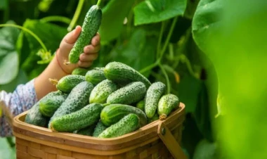 Xiyar sortları getdikcə bahalaşır, sentyabrda qiymətlər daha da qalxacaq