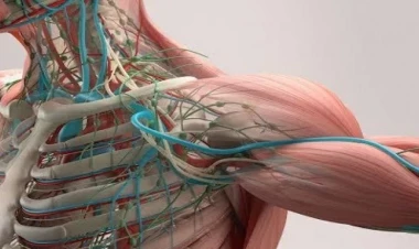 Gələcəkdə insanlar 5 bədən üzvünü itirəcəklər