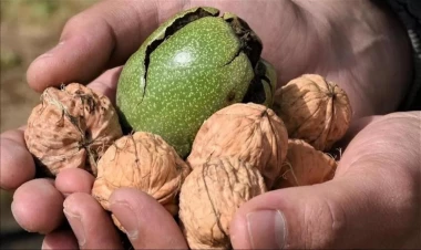 Yoğun bağırsaq xərçənginə qarşı gündəlik qoruyucu: Gündə 5 qoz