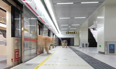 Pişiklər üçün metro inşa etdi - VİDEO