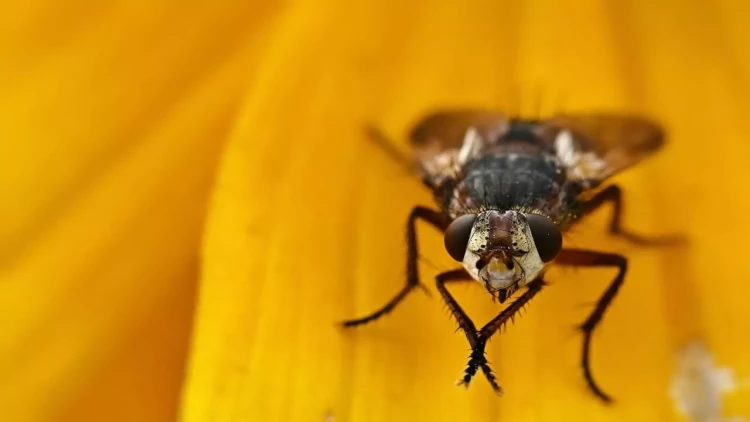 Yeməklərə qonan milçəklərdən bezmisiniz? - ən sadə üsul, həşəratlar birdəfəlik qaçacaq