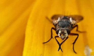 Yeməklərə qonan milçəklərdən bezmisiniz? - ən sadə üsul, həşəratlar birdəfəlik qaçacaq