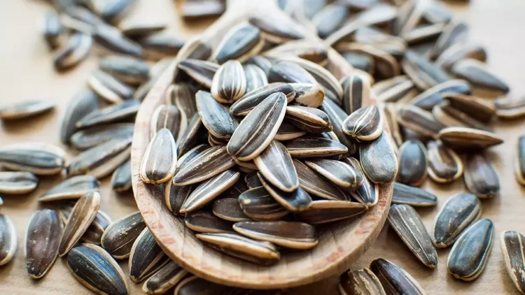 Günəbaxan tumunun gözəgörünməz zərərləri açıqlanıb