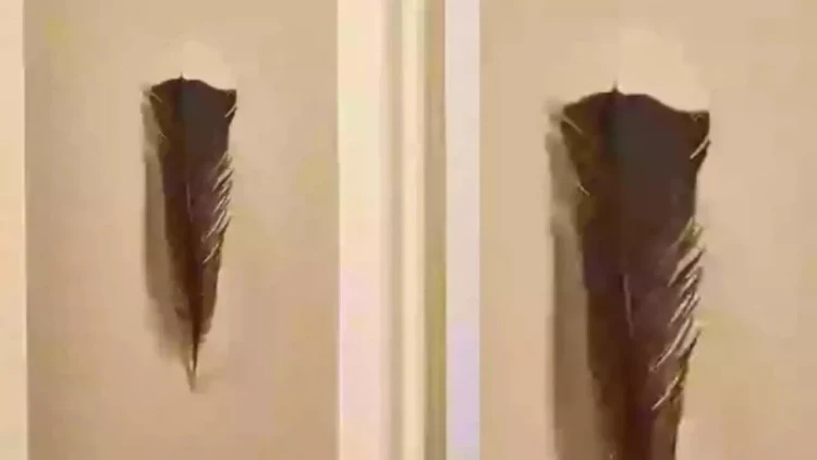 Yolda tapdığı lələk sayəsində zəngin oldu