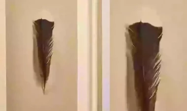 Yolda tapdığı lələk sayəsində zəngin oldu