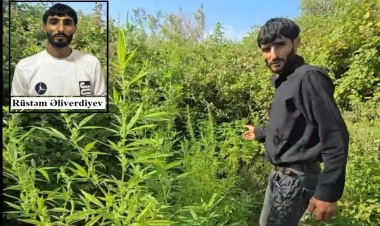 Saatlıda çətənə bitkilərinin gizli yetişdirilməsi üçün istifadə edilən tunellər aşkarlandı