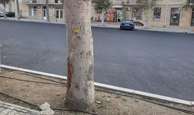 Gəncədə qurumuş və qəzalı ağaclar yenisi ilə ƏVƏZLƏNƏCƏK - FOTOlar