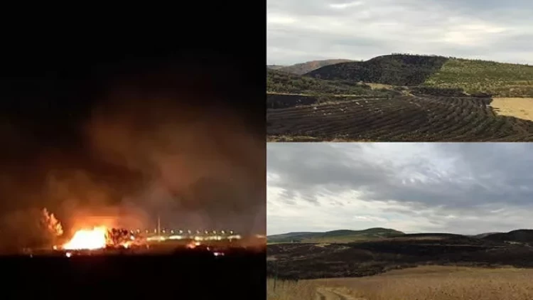 Şabranda əkin sahələrinin yandırılmasına görə 2 nəfər saxlanıldı - FOTO