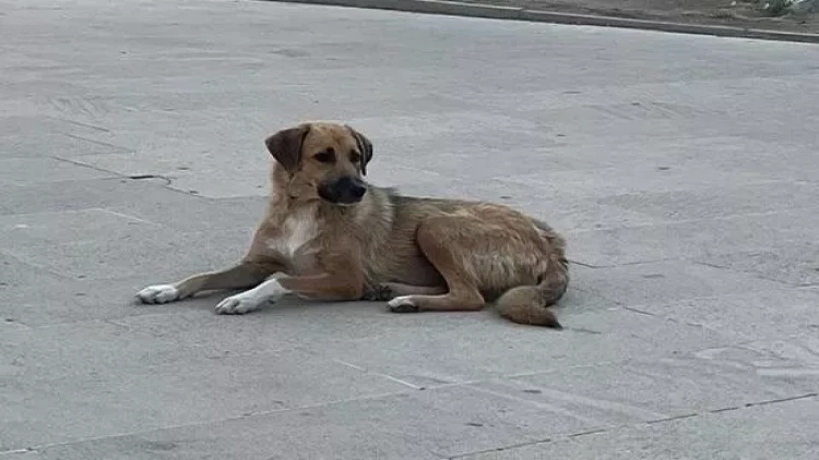 Masazırda 2 yaşlı uşağı it dişlədi - FOTOlar