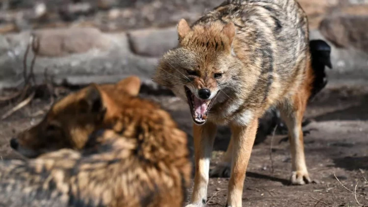 Çaqqal 3 nəfərə hücum etdi