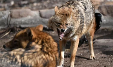 Çaqqal 3 nəfərə hücum etdi