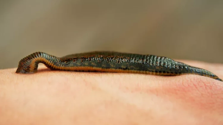 36 zəli tutdular, 3000 cərimə ödəyəcəklər