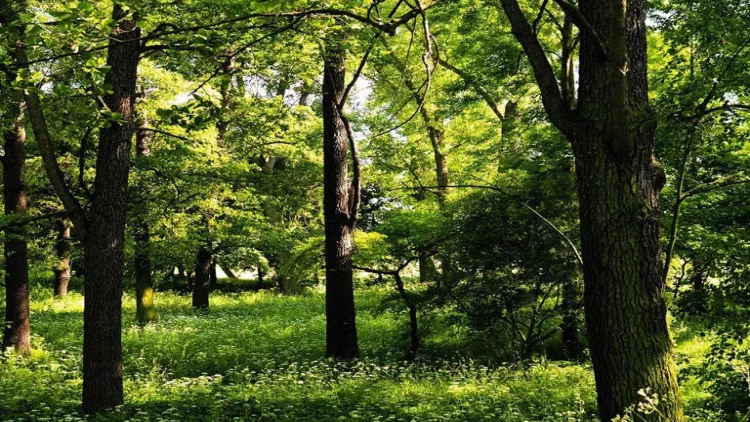 Doğum ayınıza görə hansı ağacsınız?