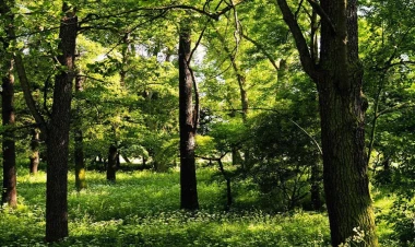 Doğum ayınıza görə hansı ağacsınız?