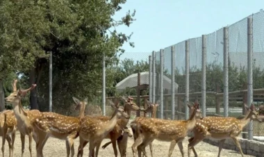 Buzovnada qanunsuz saxlanılan heyvanlar zooparka təhvil verildi - FOTO