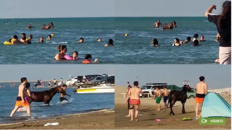 Pirşağıda atla dənizə girən şəxs o imiş - Məsuliyyətə cəlb olundu