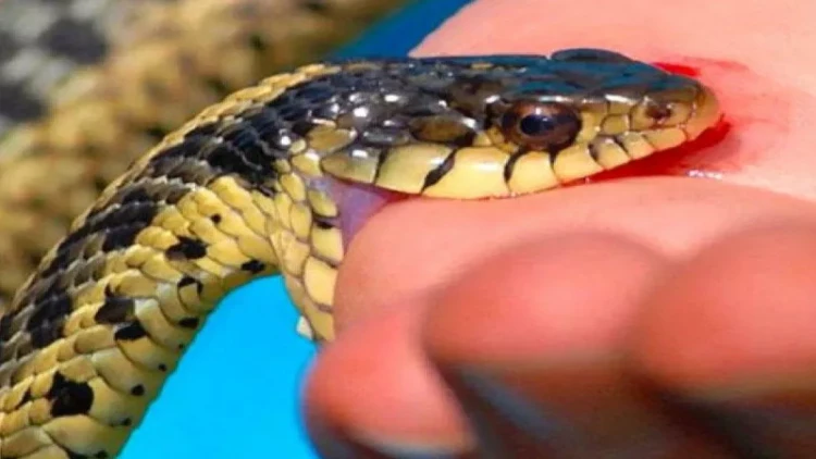 İlan zəhəri nə zaman ölümcül olur? - Toksikoloqdan AÇIQLAMA