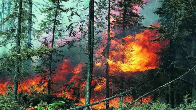 Türkiyədə meşə yanğınlarına görə 21 nəfər həbs olundu