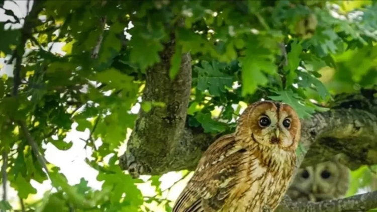Evinizin ətrafında bayquş varsa, sevinin: səbəbinə təəccüblənəcəksiniz