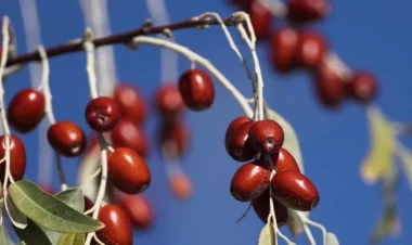 Bu vitaminlərə görə iydə yeyin