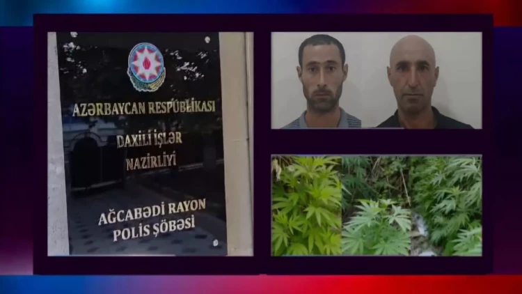 Çətənə bitkilərinin kultivasiyasını təşkil edən şəxslər saxlanıldı - VİDEO