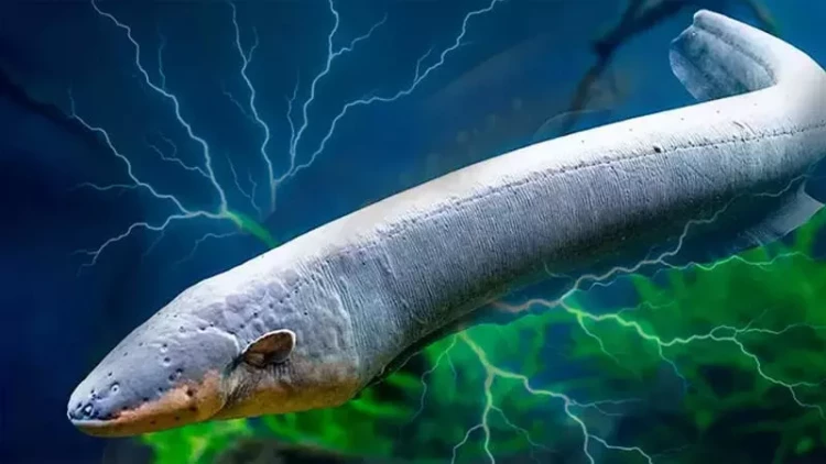 Bədəni elektrik stansiyası kimi işləyir: 860 volt istehsal edən balıq rekorda imza atdı