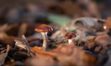 Göbələk xərçəngin dərmanı imiş