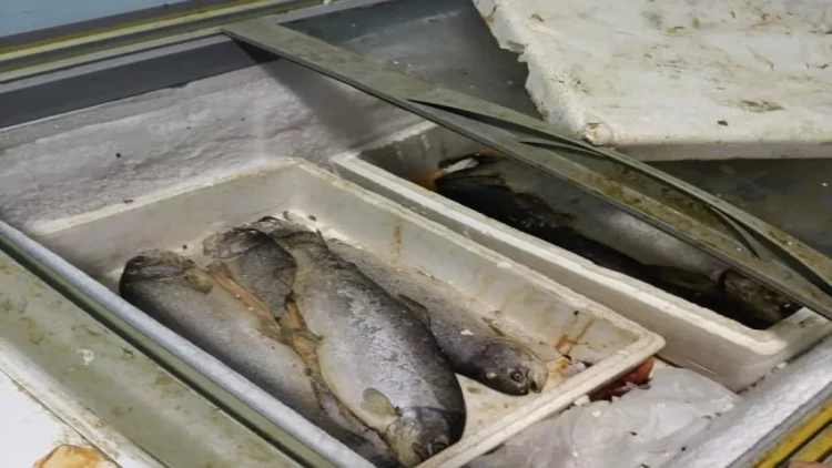 Bakıda məşhur bazarda yararsız balıqlar satırlarmış - FOTO