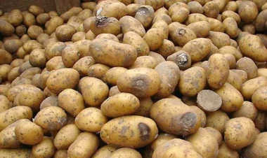 Kartof bahalaşacaq?