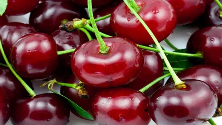 Albalı və gilas BAHALAŞIB - Qiymətlər