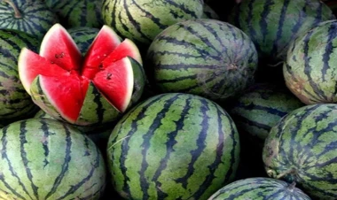 Qarpızdan zəhərlənməmək üçün nələrə diqqət etmək lazımdır?