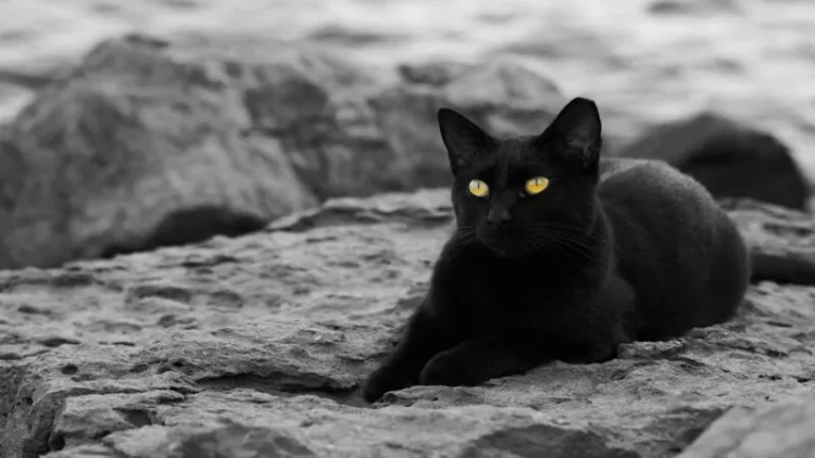 Qara pişik - Bədbəxtlik, yoxsa uğursuzluq?