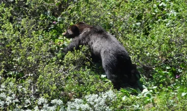 İnsanları yeyən ayı belə GÜLLƏLƏNDİ - VİDEO
