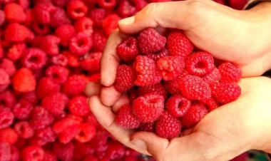 Moruqla arıqlaya bilərsiniz