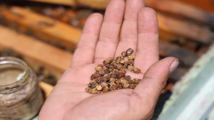 Əvvəllər zibil kimi atılırdı, indi kilosu yüz manata satılır - Xəstəliklərin dərmanıdır