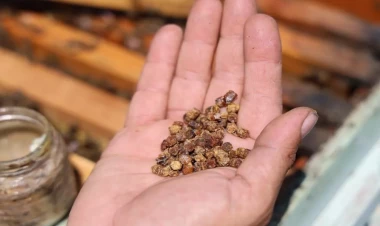 Əvvəllər zibil kimi atılırdı, indi kilosu yüz manata satılır - Xəstəliklərin dərmanıdır