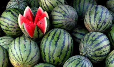 Süni şəkildə yetişdirilən qarpızı necə tanıyaq? - Ekspert AÇIQLADI