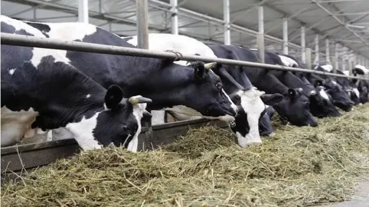 Salyanda fermada güclü yanğın - 33 inək tələf oldu