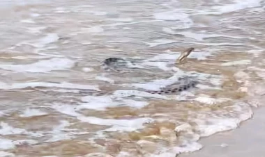 Xəzər dənizində yeni TƏHLÜKƏ – ilanlar zərərsizdir?