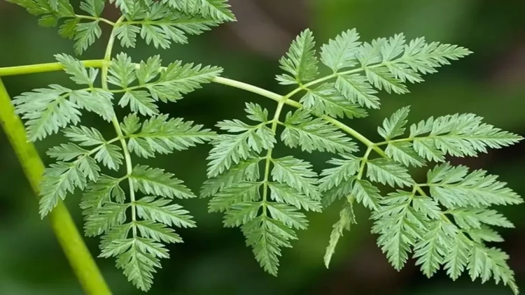 Cəfəriyə bənzəyir amma öldürür – Yeməyin