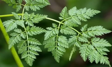 Cəfəriyə bənzəyir amma öldürür – Yeməyin