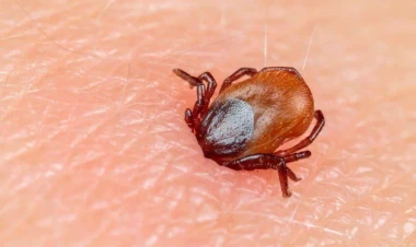 30-dan çox xəstəliyin daşıyıcısı olan yeni gənə növü tapıldı