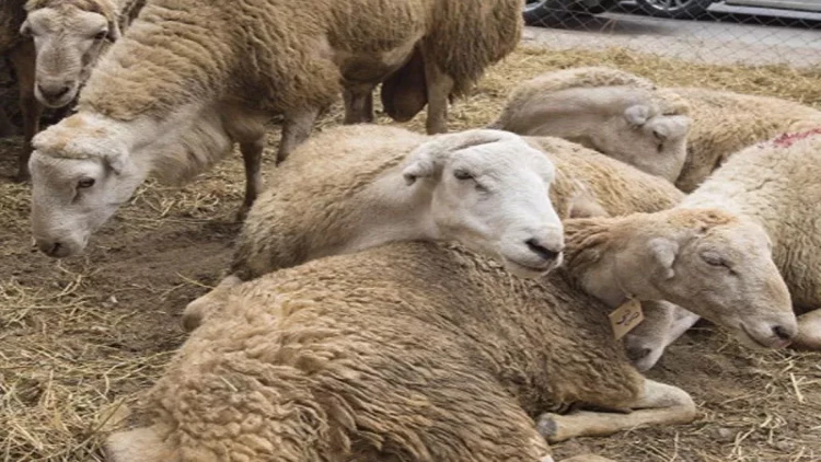 Kəsim məntəqələrindən ürəkbulandıran görüntülər - VİDEO