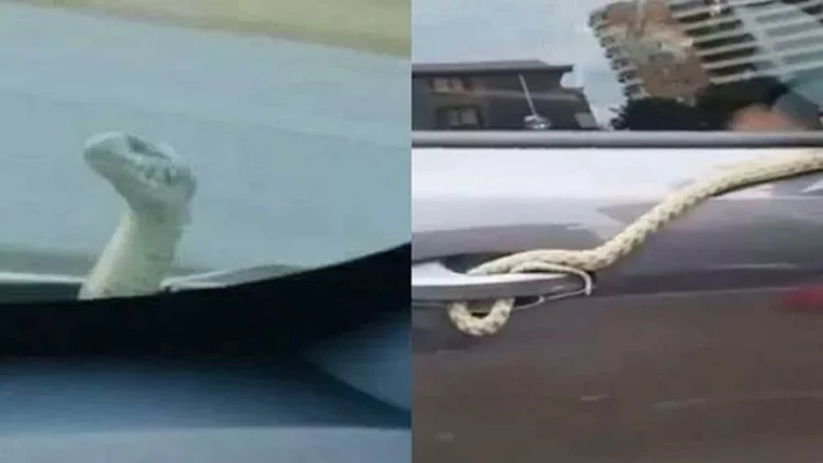 Bakıdan Bərdəyə qədər ilanla yol yoldaşı oldular - VİDEO