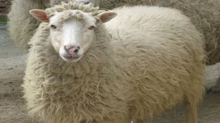 Qurban ətindən kabab etmək olarmı? - Çoxlarını maraqlandıran cavab