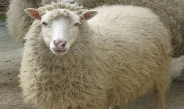 Qurban ətindən kabab etmək olarmı? - Çoxlarını maraqlandıran cavab