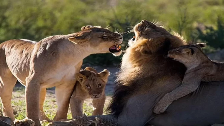İş adamını Namibiyada şir parçaladı - FOTO