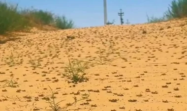 Qazaxıstanı çəyirtkə basdı - Təyyarə və dronlar cəlb olundu - VİDEO