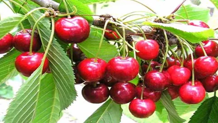 Gilas niyə UCUZLAŞMIR?