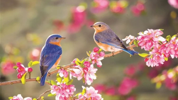 Sabah 31 dərəcə isti olacaq